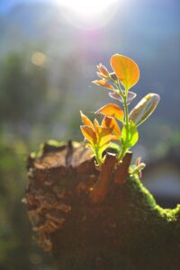 Planta jovem brotando de madeira antiga sob a luz solar. Uma metáfora visual para sair do ciclo de dívidas e começar uma nova fase de prosperidade e organização.