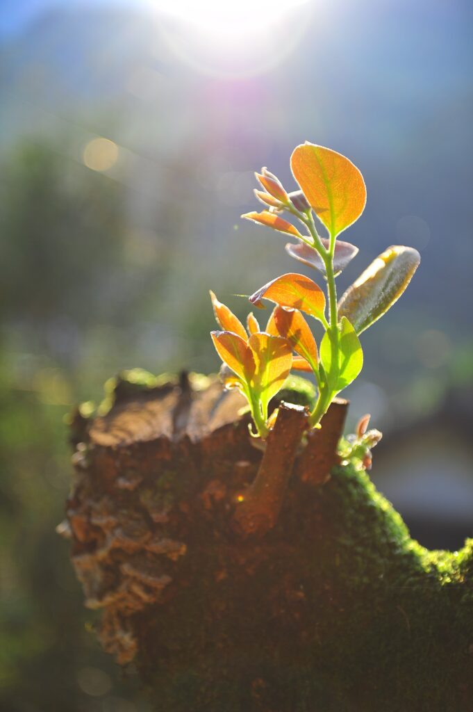 Planta jovem brotando de madeira antiga sob a luz solar. Uma metáfora visual para sair do ciclo de dívidas e começar uma nova fase de prosperidade e organização.
